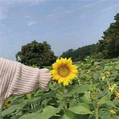 三国志五虎传最新版下载